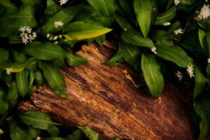 Sunlight dances on wild garlic flowers along a forest path in Nottingham, a symbol of nature's quiet beauty.