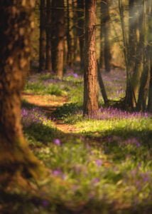 Sunlit woodland path surrounded by vibrant bluebells in Nottingham during spring.