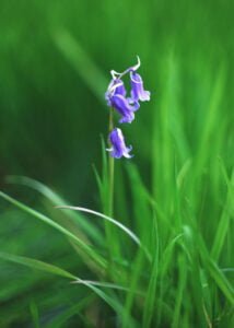 Close-up of a bluebell flower in Nottingham's woodland.