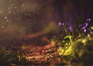 A serene pathway through bluebell woods in Nottingham during golden hour.