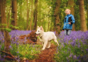 A joyful run through a trail of bluebells in Nottingham, as a child and his dog revel in the bliss of a bluebell photoshoot.
