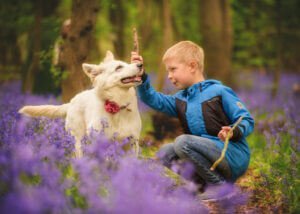 Boy and his white dog playing with a stick surrounded by bluebells in Nottingham's enchanted woodland.