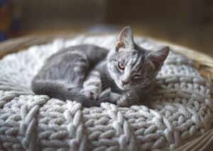 A serene grey-striped kitten enjoys a lazy afternoon in a cozy wicker basket atop a soft, chunky knit pillow in a tranquil home setting.
