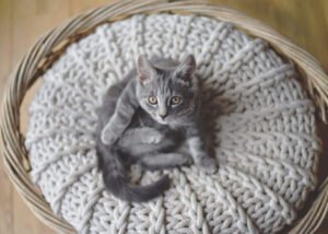A young grey tabby kitten with mesmerizing eyes sits comfortably in a wicker basket on a chunky knit cushion, capturing a moment of cosy domestic bliss.
