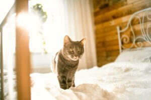 A graceful tabby cat moves with quiet confidence across a sunlit bed, the morning light casting a halo around its sleek figure.
