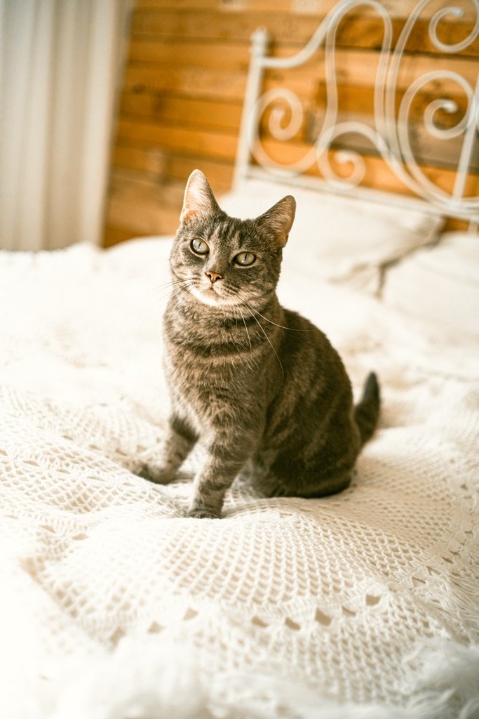 A contemplative grey tabby cat sits poised on a textured white bedspread, its gaze reflecting wisdom and calm in a serene bedroom setting.