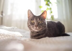 A grey tabby cat lounges in a sun-filled room, its eyes reflecting the light and tranquility of a peaceful morning.