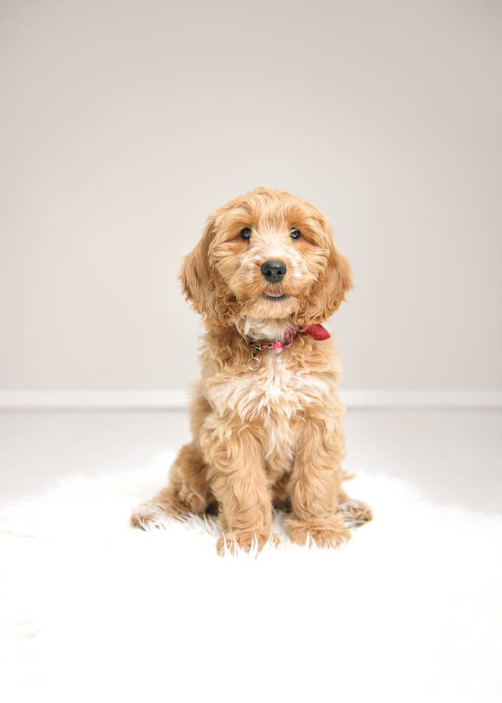A fluffy Cockapoo puppy sits elegantly on a white fur rug, its gaze soft and inviting, in a minimalist Nottingham dog photography studio setting.