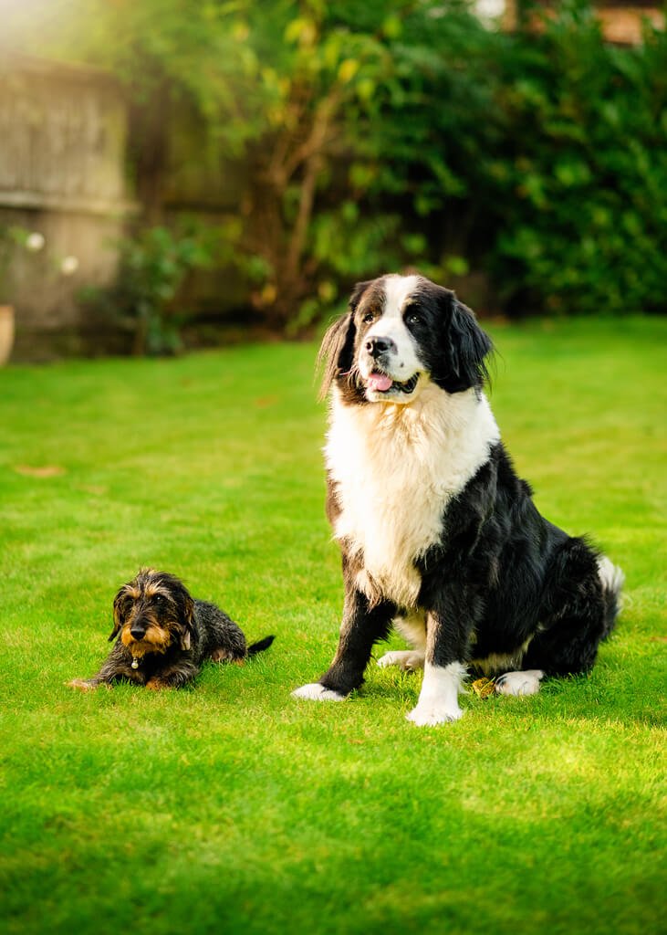A majestic Border Collie stands proudly beside a lounging terrier in a lush garden, their poised expressions basking in the golden sunlight.