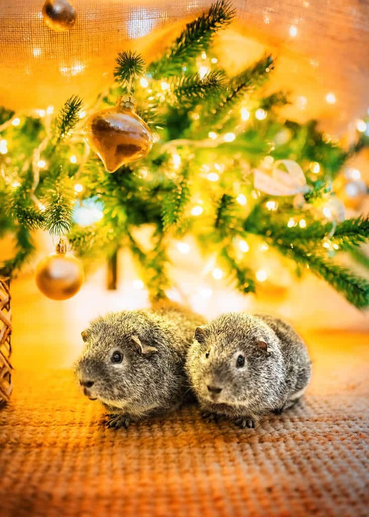 Two adorable guinea pigs nestled under a Christmas tree, their eyes sparkling with the festive lights that bring the holiday spirit to life.