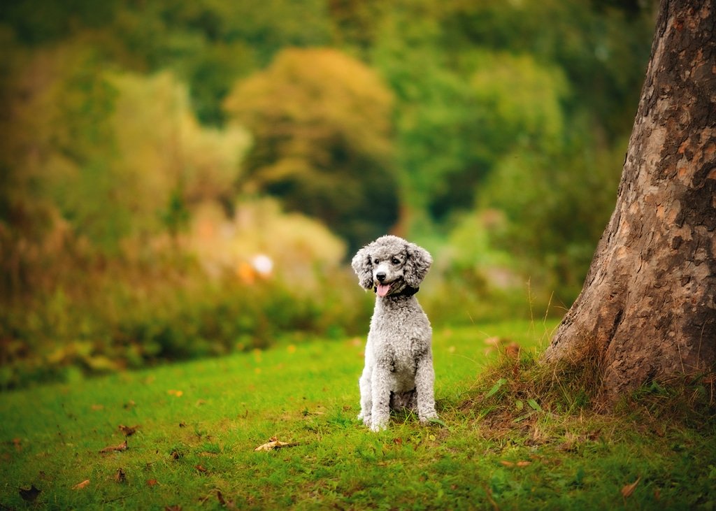 A charming grey poodle stands proudly amidst the autumnal hues of a Nottingham forest, epitomizing the beauty of outdoor dog photography.