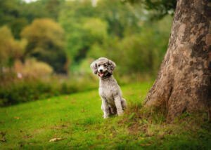 A spirited grey poodle poses with a gleeful expression in a verdant Nottingham landscape, embodying the joy of pet photography in the great outdoors.