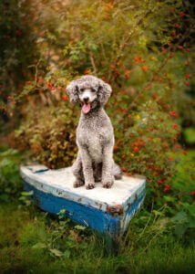 A charismatic grey poodle sits atop an old blue boat, surrounded by wild rosehips in Nottingham, embodying the spirit of adventure in animal photography.