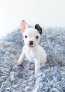 A curious French Bulldog puppy with bright, attentive eyes sits alert on a plush grey blanket, capturing the heartwarming curiosity of youth.