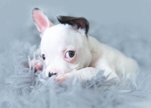 A white puppy with a charming black ear patch rests on a fluffy blanket, its bright eyes conveying a sense of wonder in a serene Nottingham studio.