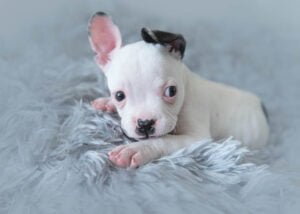 An alert white puppy with a playful black spot over its ear lies on a soft grey blanket, looking curiously at the camera in a Nottingham photography studio.