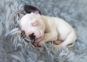 A newborn puppy finds solace in slumber, nestled on a soft grey blanket, embodying the innocence and peacefulness of a young life.