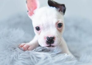 A tiny white puppy with a distinctive black marking on its nose and ear lies on a soft grey blanket, gazing curiously into the camera in a Nottingham studio.