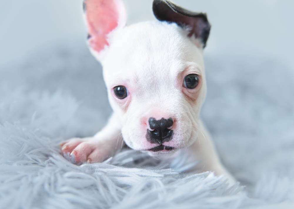 A tiny white puppy with a distinctive black marking on its nose and ear lies on a soft grey blanket, gazing curiously into the camera in a Nottingham studio.