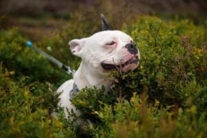 A content white French Bulldog with a blissful expression sits amidst vibrant greenery, enjoying the scents of nature on a leisurely walk