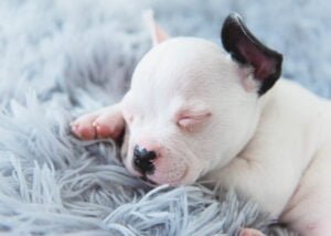 A tiny white puppy with a patch of black over its ear naps contentedly on a fluffy grey blanket, a moment of bliss captured in Nottingham.