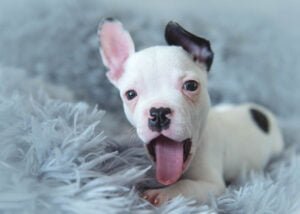 An energetic white puppy with one black ear perked up playfully sticks out its tongue while lying on a grey shaggy blanket in a Nottingham photography studio.
