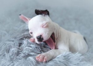 embrace of a plush grey blanket, in a Nottingham photography studio.
