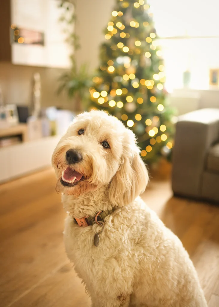 Family dog sitting happily in front of a Christmas tree during a newborn photoshoot at home.