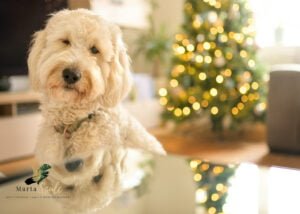 A fluffy Goldendoodle sits proudly in a Nottingham home, twinkling Christmas tree lights in the background, captured by a local family photographer.
