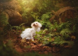 Dog in bridal dress sitting amidst ferns during a pre-wedding photoshoot at Elvaston Castle.