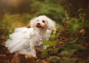 Dog in a bridal dress surrounded by woodland during a pre-wedding photoshoot at Elvaston Castle.