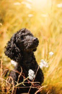 A contemplative black poodle gazes upward amidst a golden field in Nottingham, a natural portrait of introspection and peace.