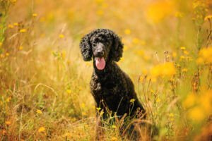 A black poodle stands amidst a vibrant field of yellow flowers in Nottingham, a perfect example of the joy and beauty of dog photography.