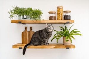 Gray cat sitting on rustic wooden shelf with plants and jars, captured in Nottingham product photography studio.